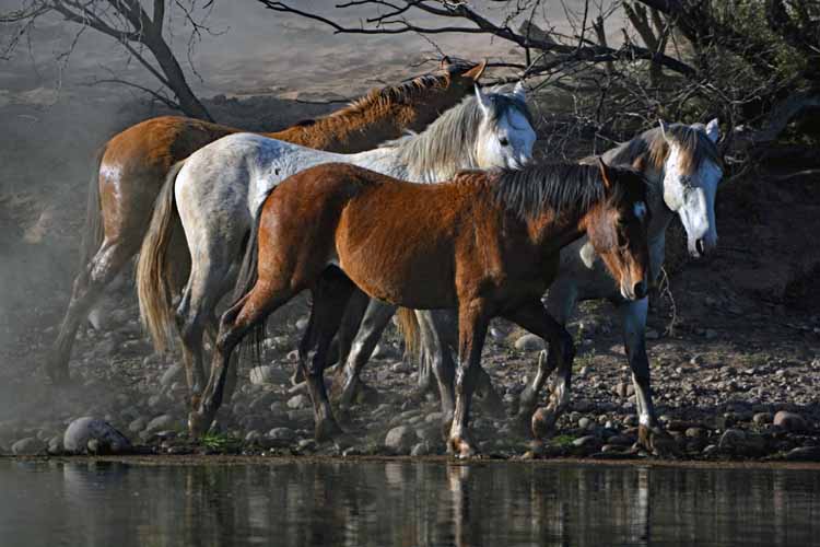 mustangs